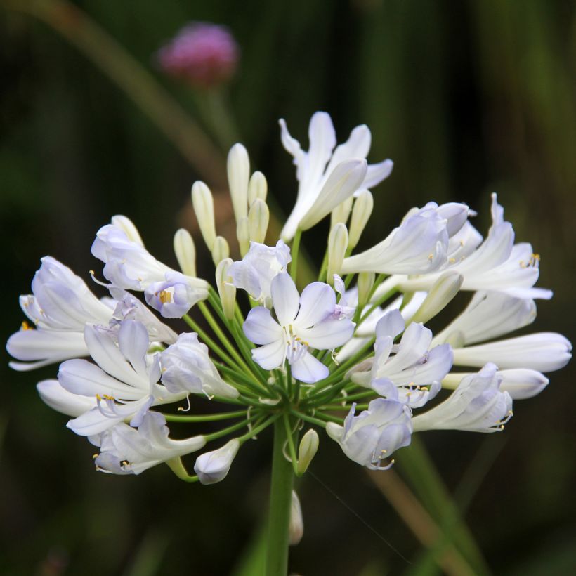 Agapanthus Phantom - Schmucklilie (Flowering)