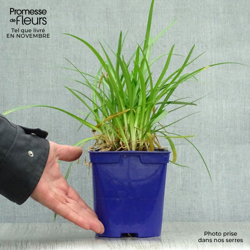 Example of Agapanthus Pitchoune Blue - Schmucklilie Topf mit 2L/3L as you get in automne