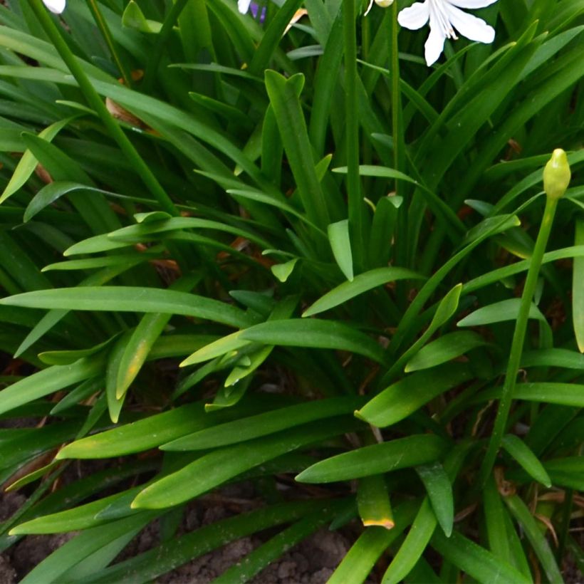 Agapanthus Pitchoune White - Schmucklilie (Foliage)