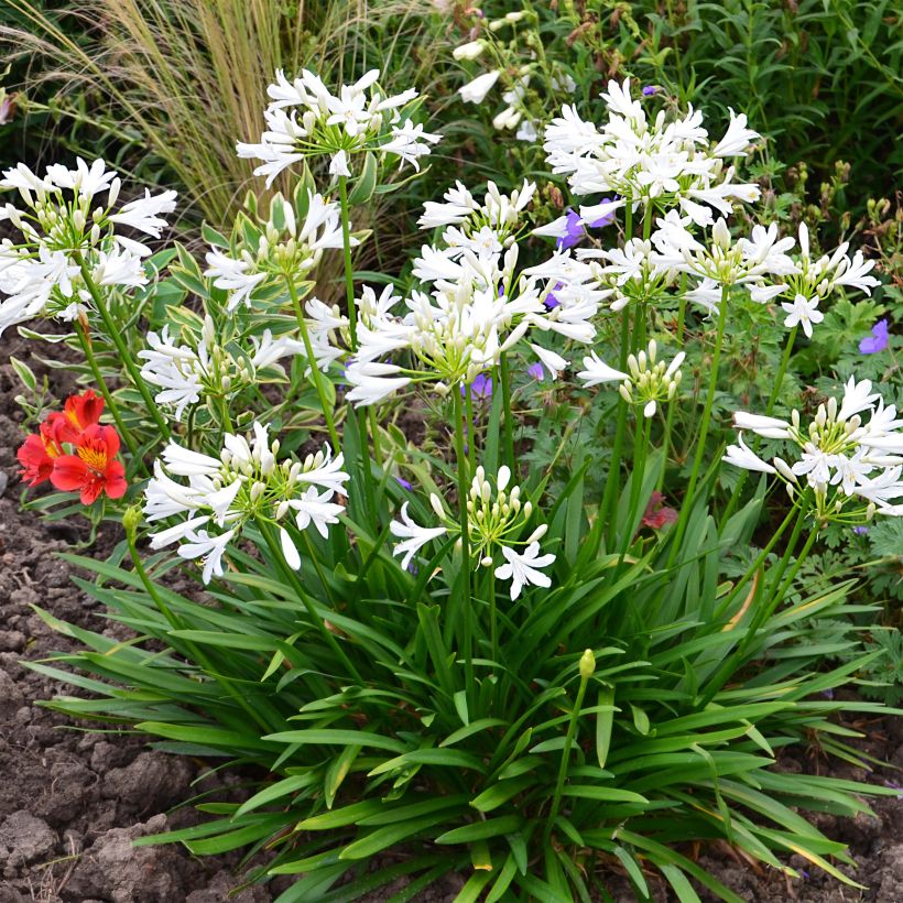 Agapanthus Pitchoune White - Schmucklilie (Plant habit)