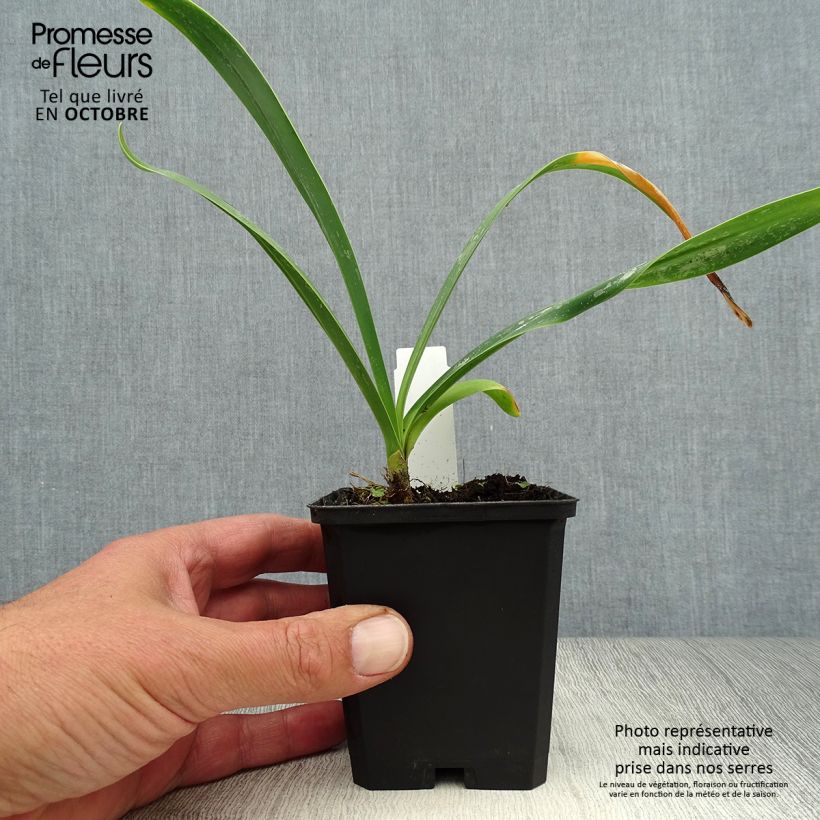 Example of Agapanthus Polar Ice - Schmucklilie Kleine Töpfe von 8/9 cm as you get in automne
