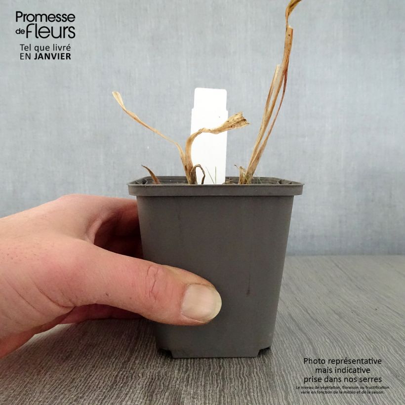 Exemplar von Agapanthus Polar Ice - Schmucklilie Kleine Töpfe von 8/9 cm wie im Winter geliefert