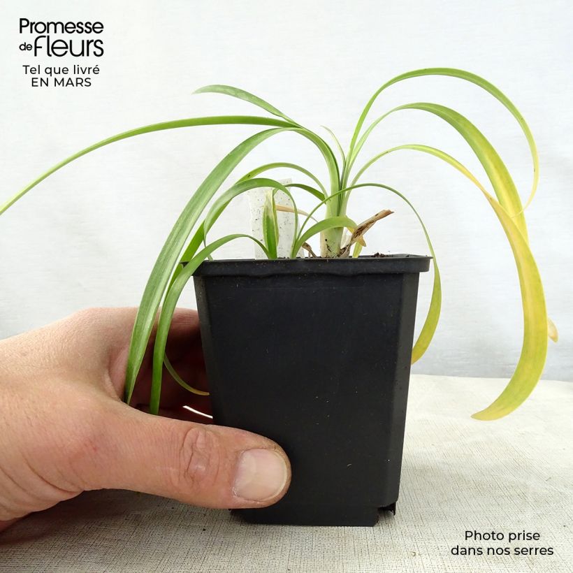 Exemplar von Agapanthus Polar Ice - Schmucklilie Kleine Töpfe von 8/9 cm wie im Frühjahr geliefert