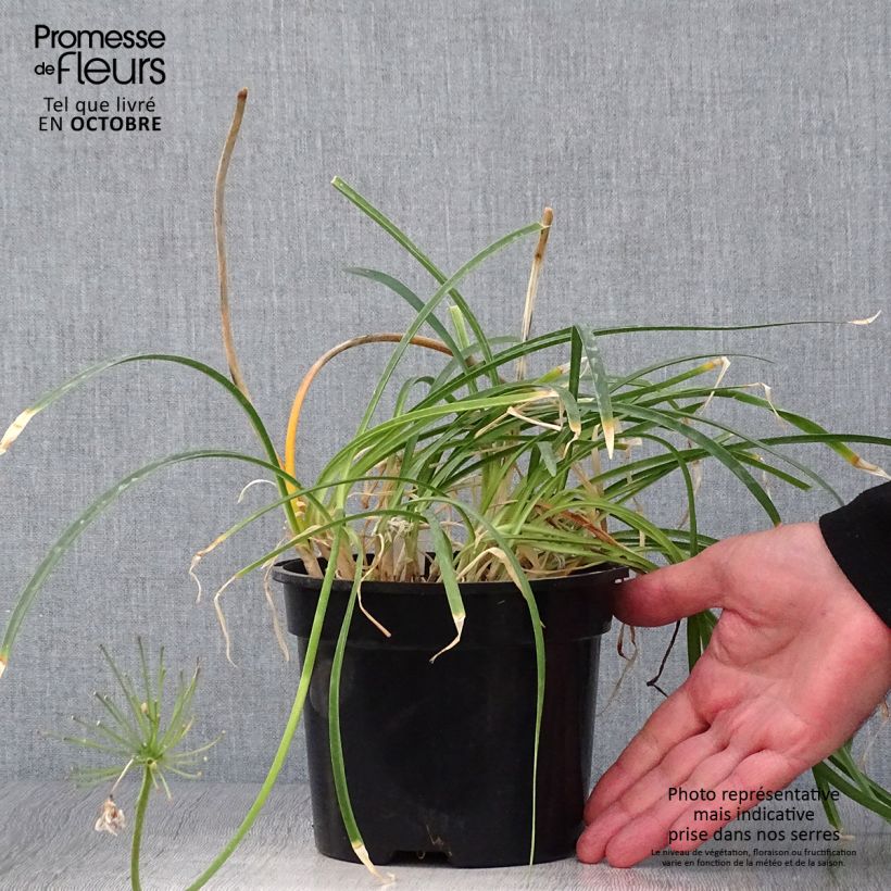 Example of Agapanthus Pretty Sandy - Schmucklilie Topf mit 2L/3L as you get in automne