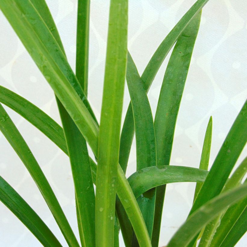 Agapanthus Purple Cloud - Schmucklilie (Foliage)