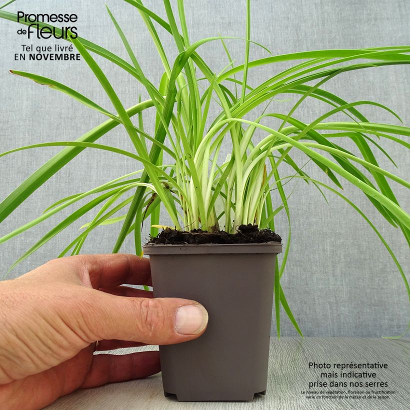 Example of Agapanthus Purple Cloud - Schmucklilie Kleine Töpfe von 8/9 cm as you get in automne