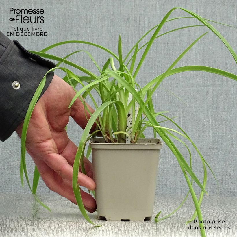 Exemplar von Agapanthus Purple Cloud - Schmucklilie Kleine Töpfe von 8/9 cm wie im Winter geliefert