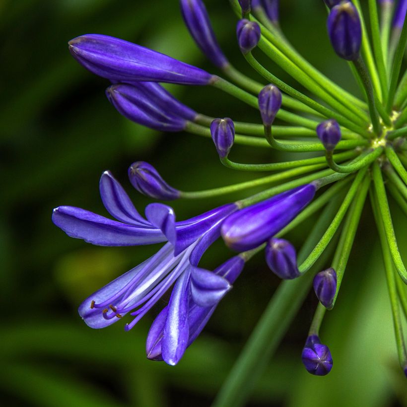 Agapanthus Purple Cloud - Schmucklilie (Flowering)