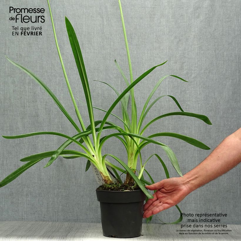 Example of Agapanthus Purple Heart - Schmucklilie Topf mit 2L/3L as you get in automne