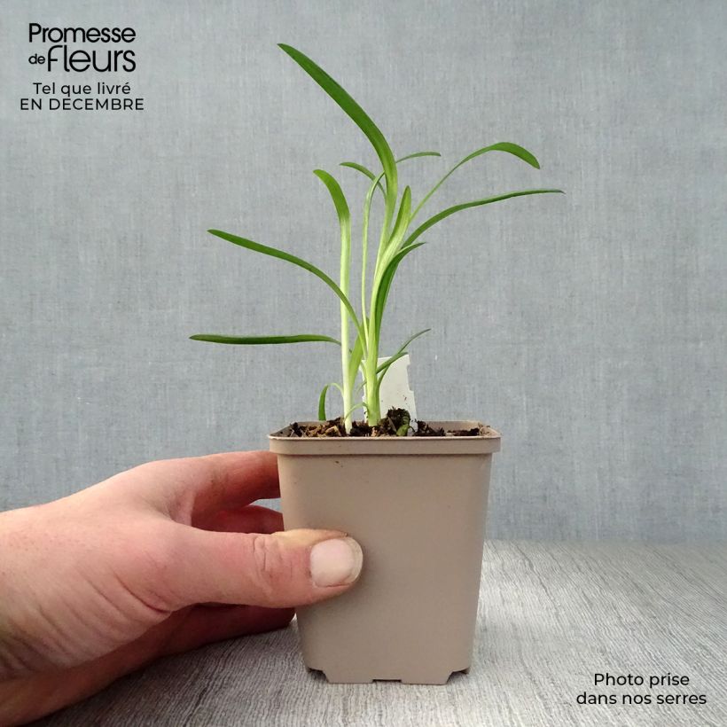 Exemplar von Agapanthus Queen Mum - Schmucklilie Kleine Töpfe von 8/9 cm wie im Winter geliefert