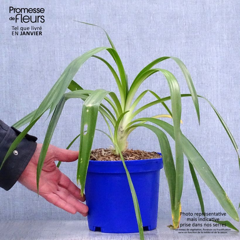 Exemplar von Agapanthus Queen Mum - Schmucklilie Topf mit 2L/3L wie im Winter geliefert