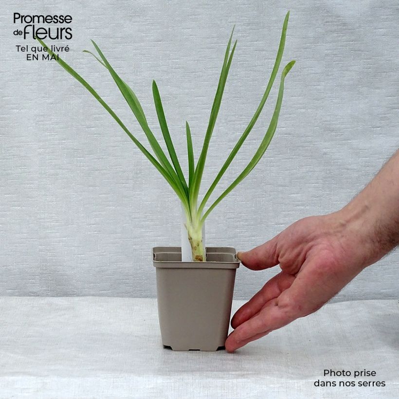 Exemplar von Agapanthus Queen Mum - Schmucklilie Kleine Töpfe von 8/9 cm wie im Frühjahr geliefert