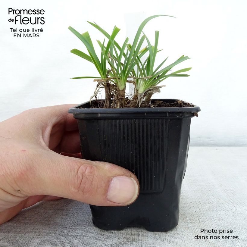 Exemplar von Agapanthus campanulatus Rosewarne - Schmucklilie Kleine Töpfe von 8/9 cm wie im Frühjahr geliefert