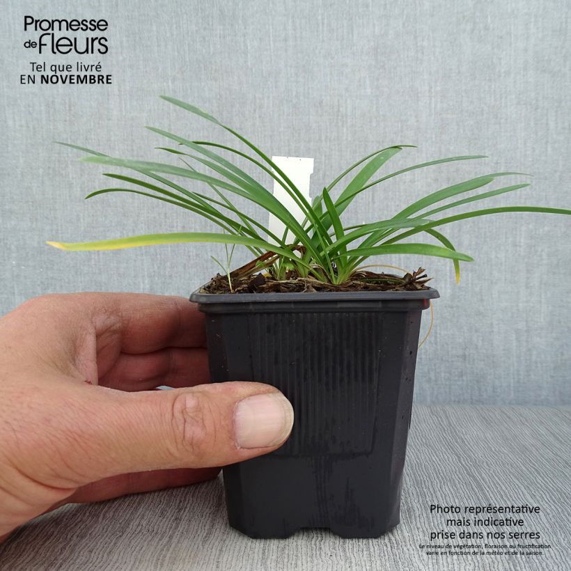Example of Agapanthus campanulatus Rosewarne - Schmucklilie Kleine Töpfe von 8/9 cm as you get in automne