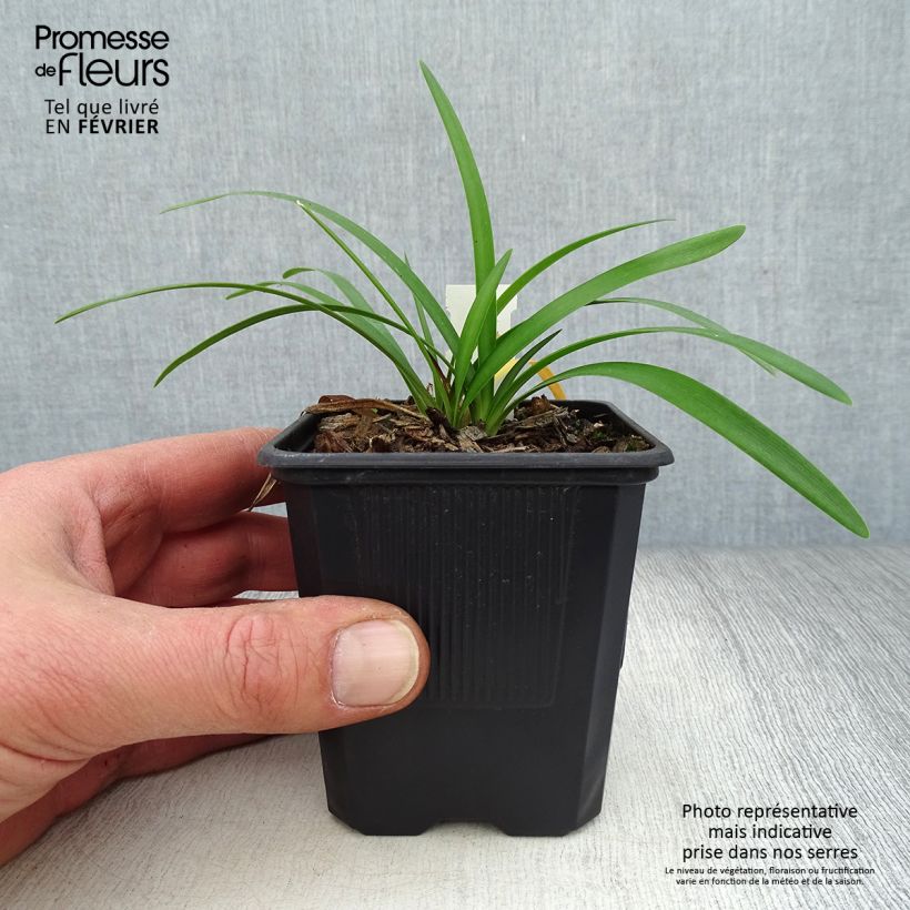 Exemplar von Agapanthus campanulatus Rosewarne - Schmucklilie Kleine Töpfe von 8/9 cm wie im Winter geliefert