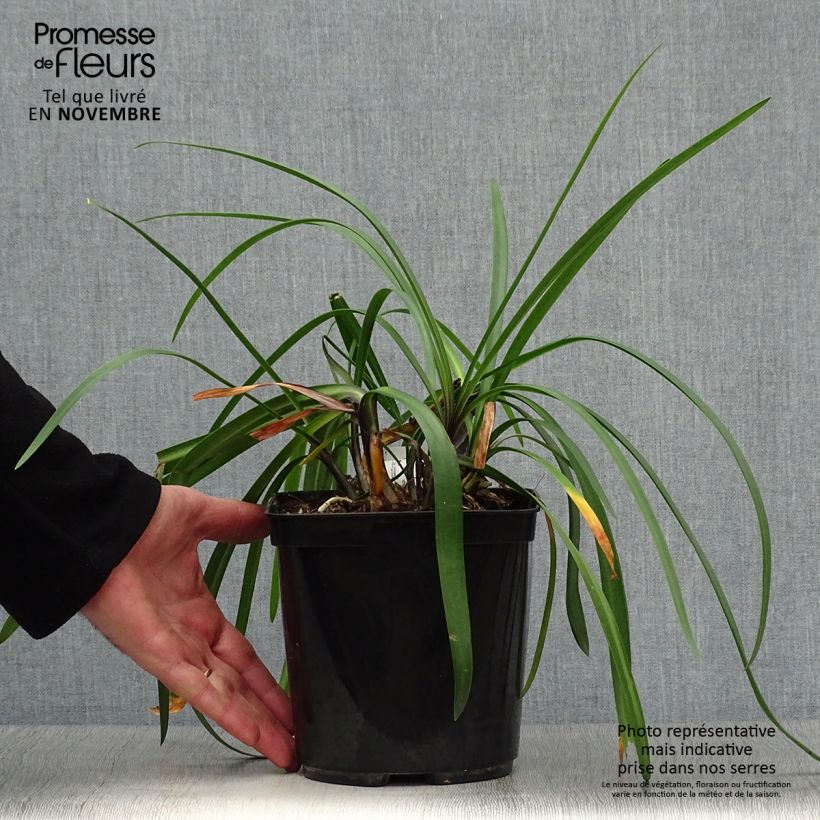 Example of Agapanthus Royal Velvet - Schmucklilie Topf mit 2L/3L as you get in automne
