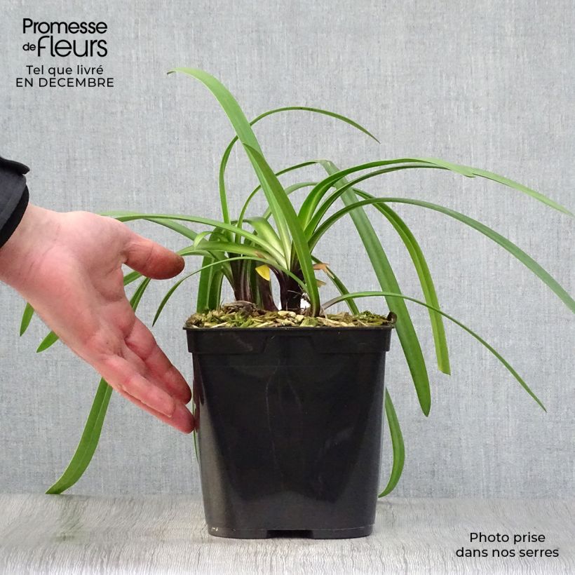 Exemplar von Agapanthus Royal Velvet - Schmucklilie Topf mit 2L/3L wie im Winter geliefert