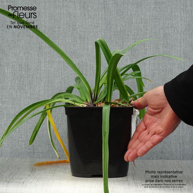 Example of Agapanthus Silver Moon - Schmucklilie Topf mit 1L/1,5L as you get in automne