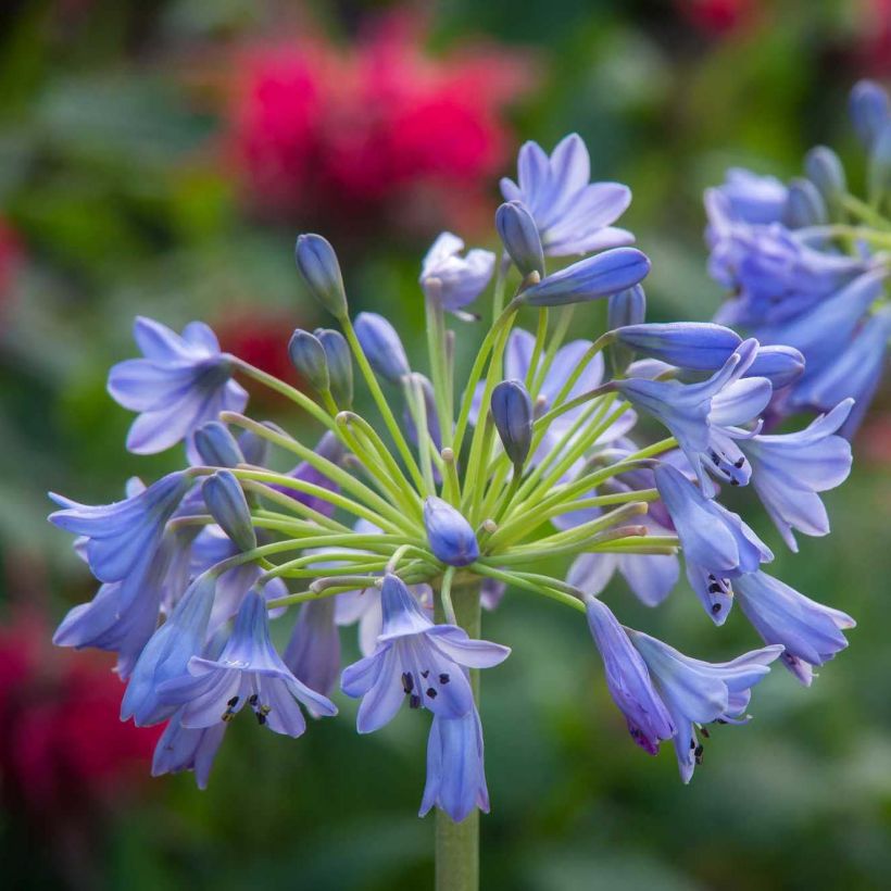 Agapanthus Southern Cross - Schmucklilie (Flowering)