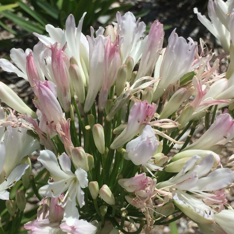 Agapanthus Strawberry Ice - Schmucklilie (Flowering)