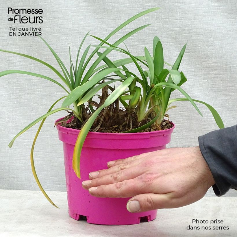 Exemplar von Agapanthus Strawberry Ice - Schmucklilie Topf mit 2L/3L wie im Winter geliefert