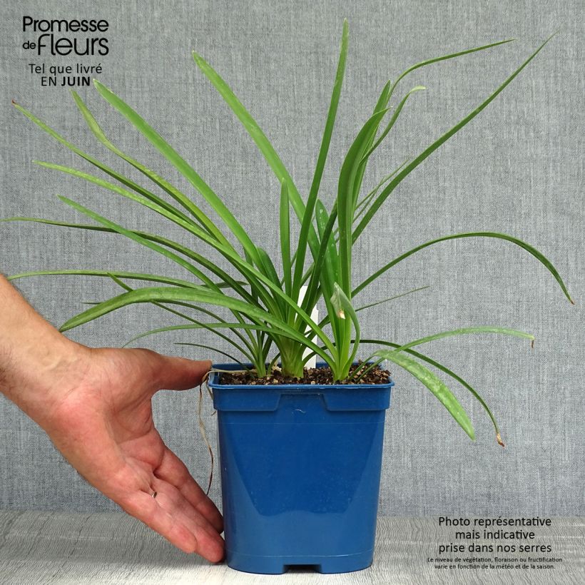 Exemplar von Agapanthus Strawberry Ice - Schmucklilie Topf mit 2L/3L wie im Sommer geliefert