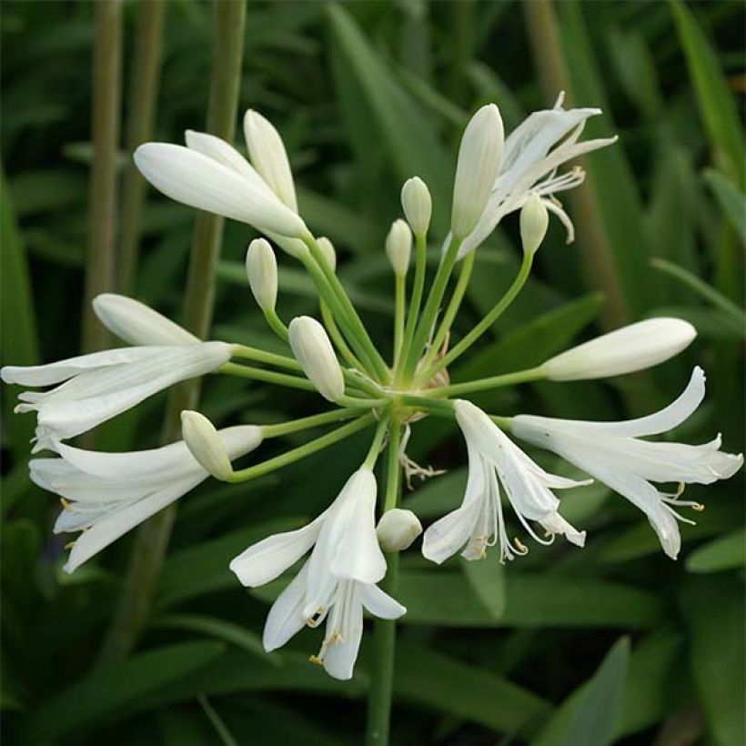 Agapanthus Thumbelina - Schmucklilie (Flowering)