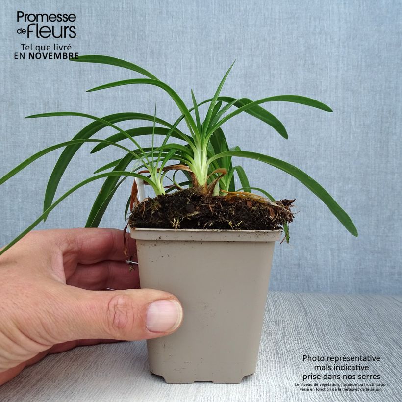 Example of Agapanthus Thumbelina - Schmucklilie Kleine Töpfe von 8/9 cm as you get in automne