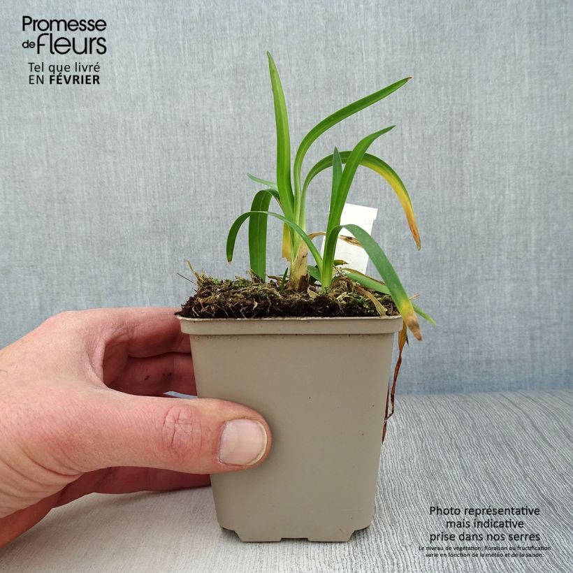 Exemplar von Agapanthus Thumbelina - Schmucklilie Kleine Töpfe von 8/9 cm wie im Winter geliefert