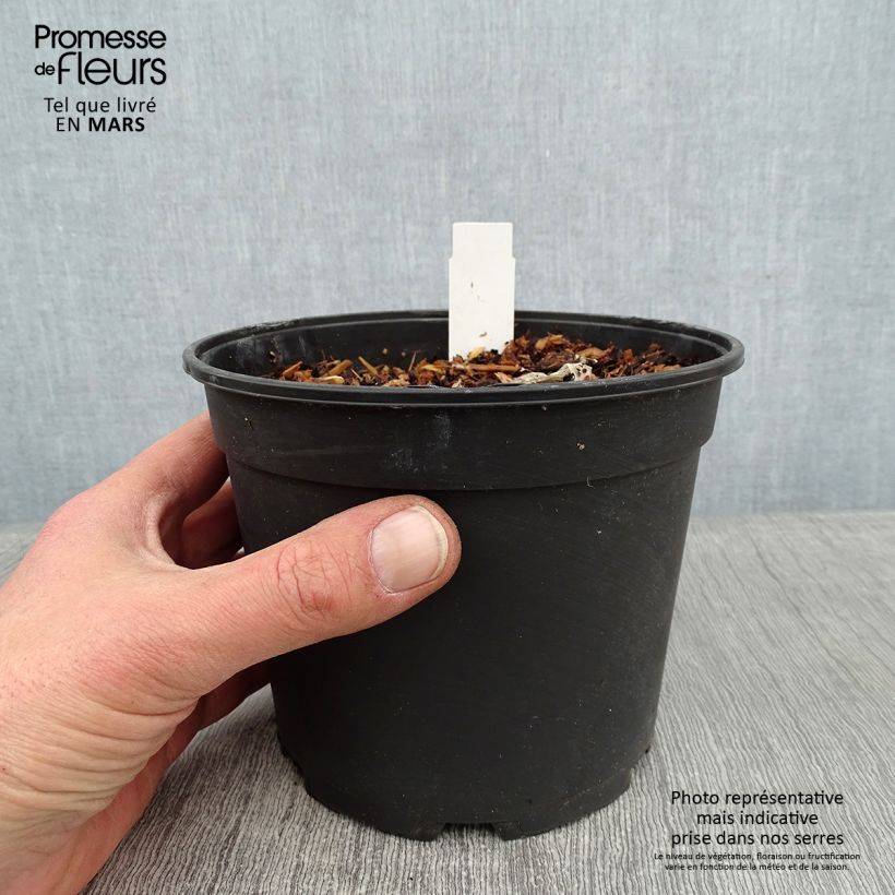 Example of Agapanthus Tinkerbell - Schmucklilie Topf mit 2L/3L as you get in hiver