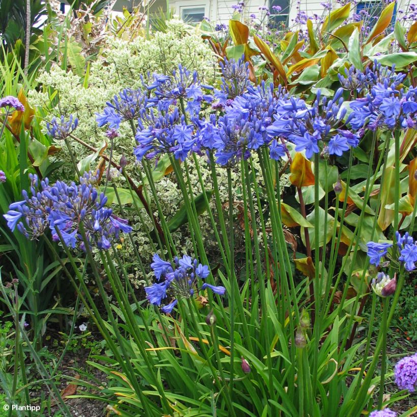 Agapanthus Tom Thumb - Schmucklilie (Plant habit)