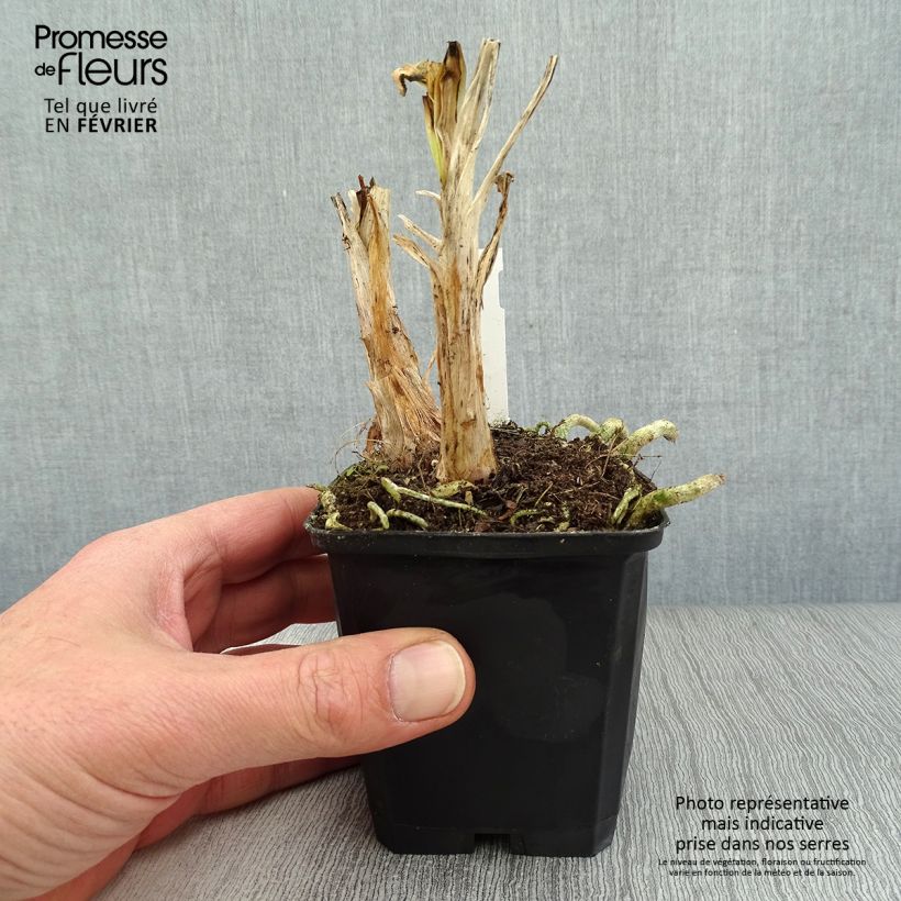 Exemplar von Agapanthus Twister - Schmucklilie Kleine Töpfe von 8/9 cm wie im Winter geliefert