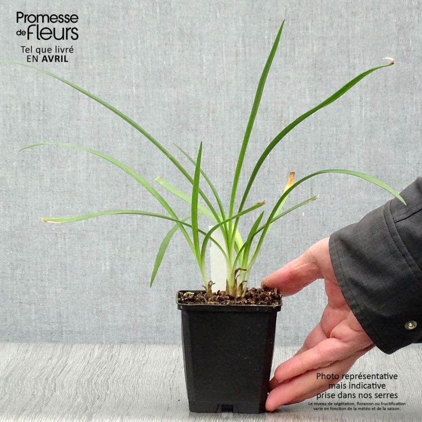 Exemplar von Agapanthus Twister - Schmucklilie Kleine Töpfe von 8/9 cm wie im Frühjahr geliefert