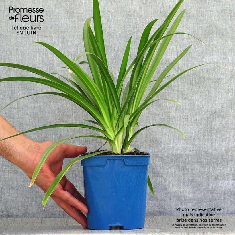 Exemplar von Agapanthus Twister - Schmucklilie Topf mit 1,5L/2L wie im Sommer geliefert