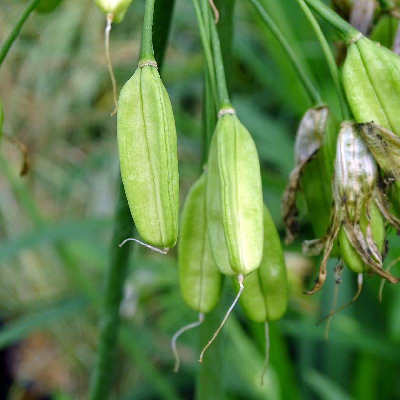 Agapanthus Twister - Schmucklilie (Harvest)