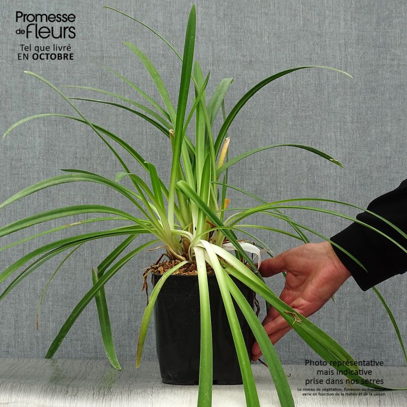 Example of Agapanthus Twister - Schmucklilie Topf mit 3L/4L as you get in automne