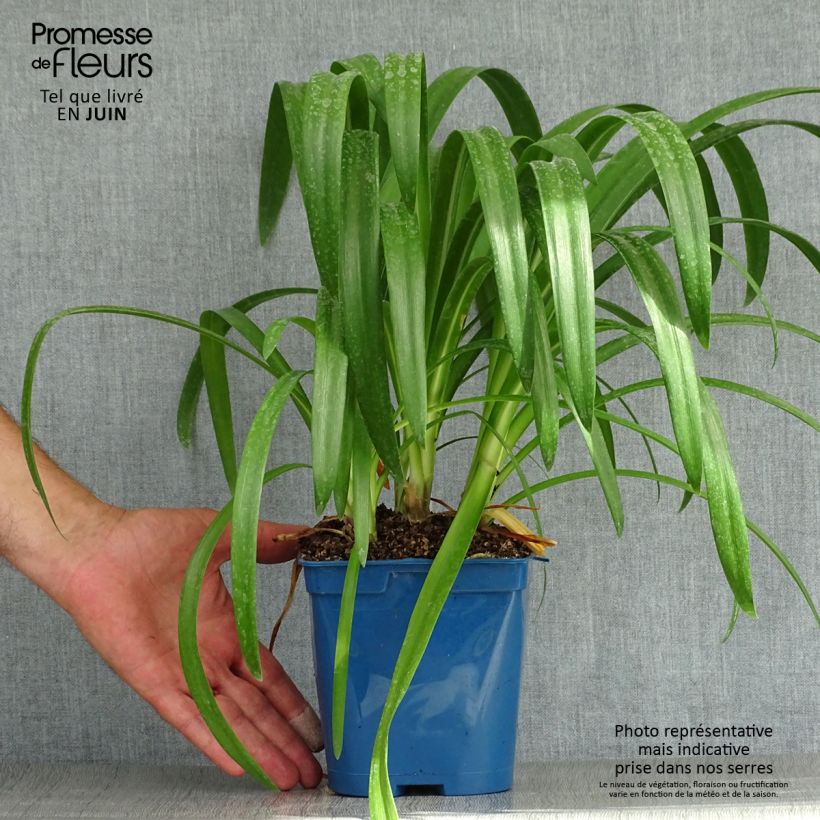 Exemplar von Agapanthus Vallée de l'Authion - Schmucklilie Topf mit 2L/3L wie im Sommer geliefert