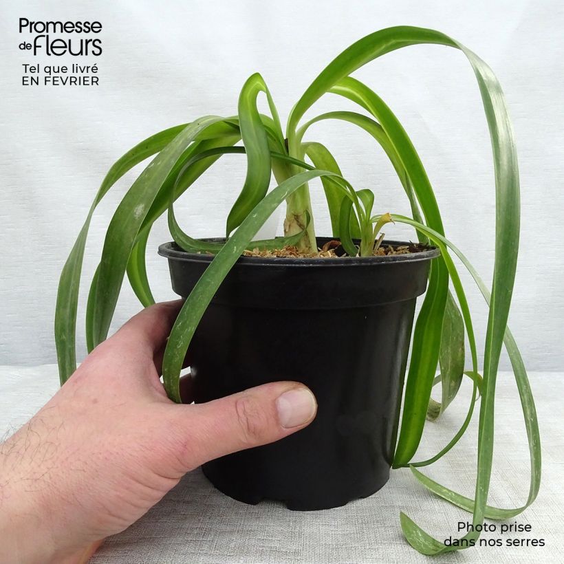 Exemplar von Agapanthus White Heaven - Schmucklilie Topf mit 2L/3L wie im Winter geliefert