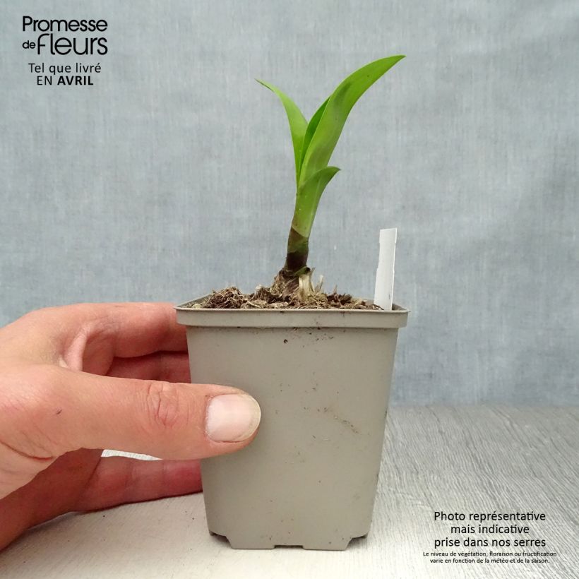 Exemplar von Agapanthus Windsor grey - Schmucklilie Kleine Töpfe von 8/9 cm wie im Frühjahr geliefert