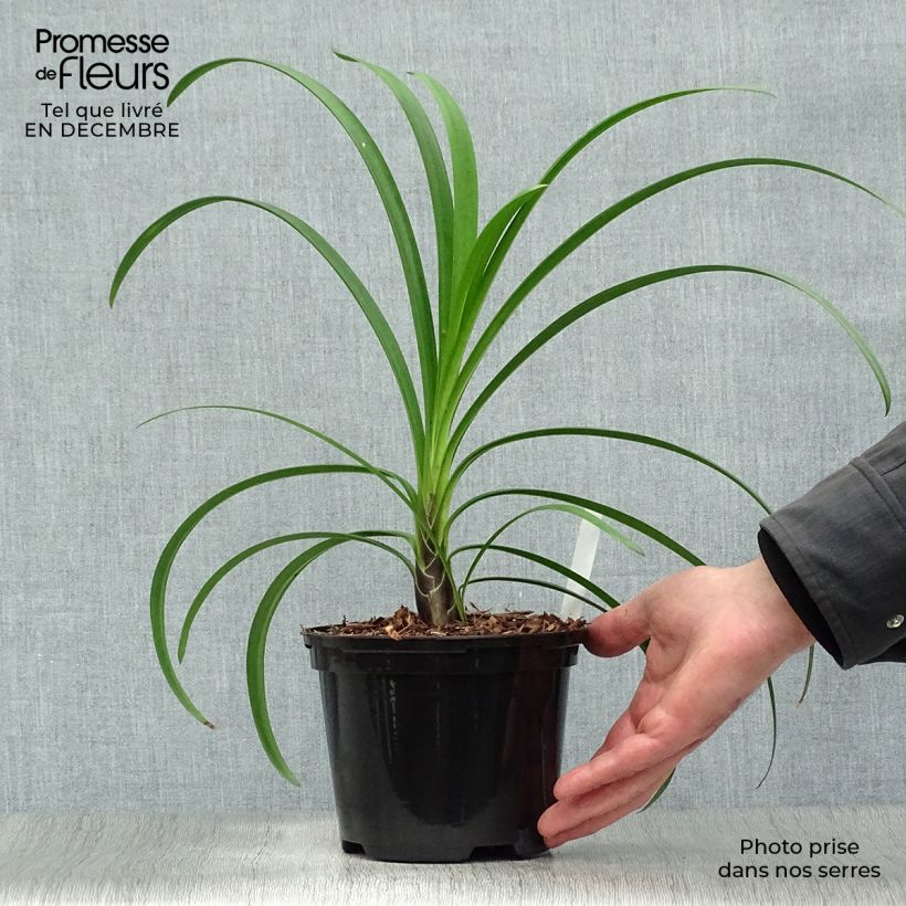 Exemplar von Agapanthus Windsor grey - Schmucklilie Topf mit 2L/3L wie im Winter geliefert