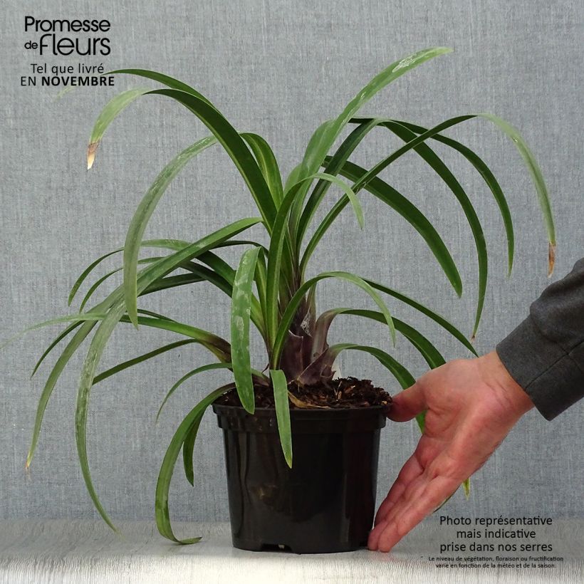 Example of Agapanthus Windsor grey - Schmucklilie Topf mit 2L/3L as you get in automne
