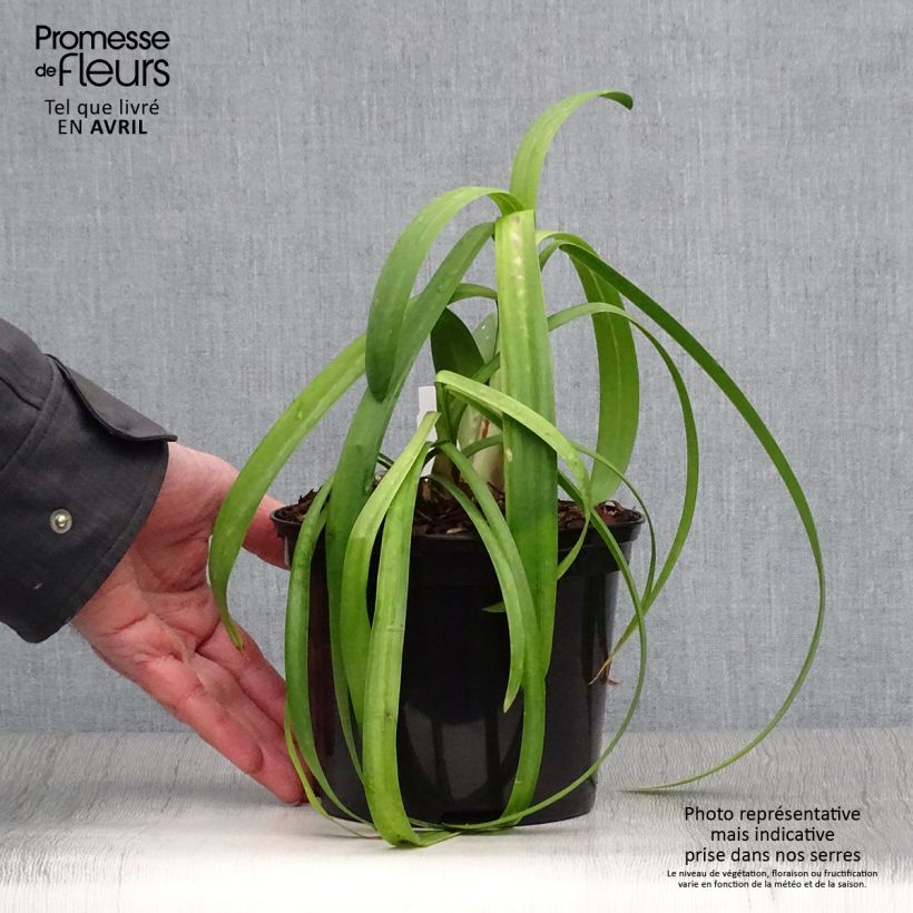 Exemplar von Agapanthus Windsor grey - Schmucklilie Topf mit 2L/3L wie im Frühjahr geliefert