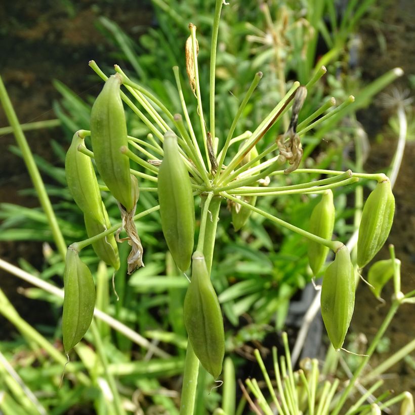 Agapanthus umbellatus Albus - Schmucklilie (Harvest)