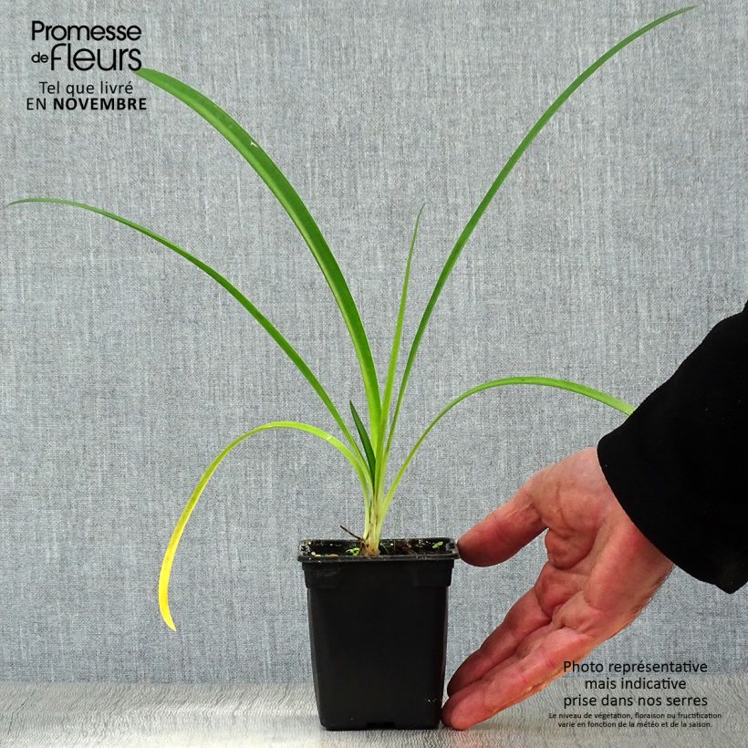 Example of Agapanthus umbellatus Albus - Schmucklilie Kleine Töpfe von 7/8 cm as you get in automne