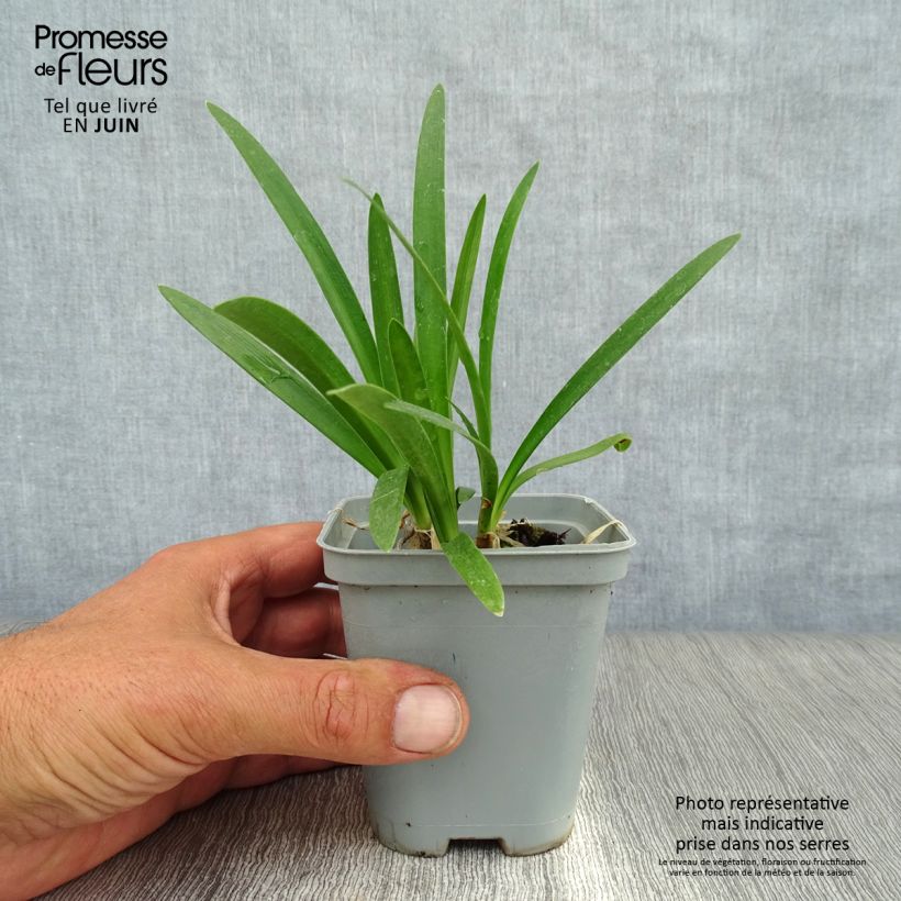 Exemplar von Agapanthus umbellatus Albus - Schmucklilie Kleine Töpfe von 7/8 cm wie im Sommer geliefert