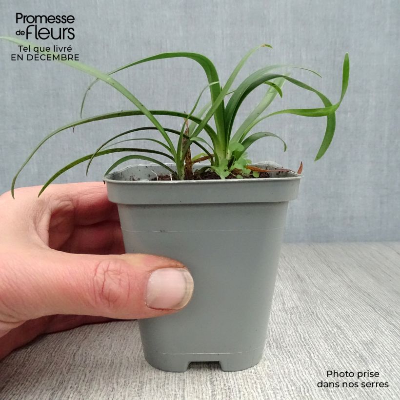 Exemplar von Agapanthus umbellatus Albus - Schmucklilie Kleine Töpfe von 7/8 cm wie im Winter geliefert