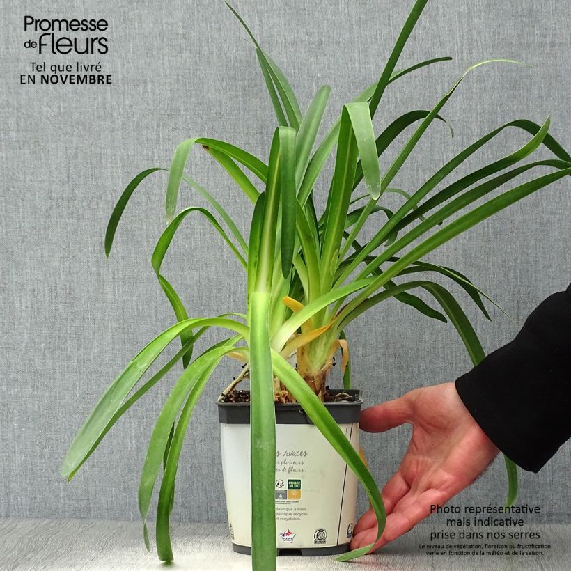 Example of Agapanthus umbellatus Albus - Schmucklilie Topf mit 2L/3L as you get in automne