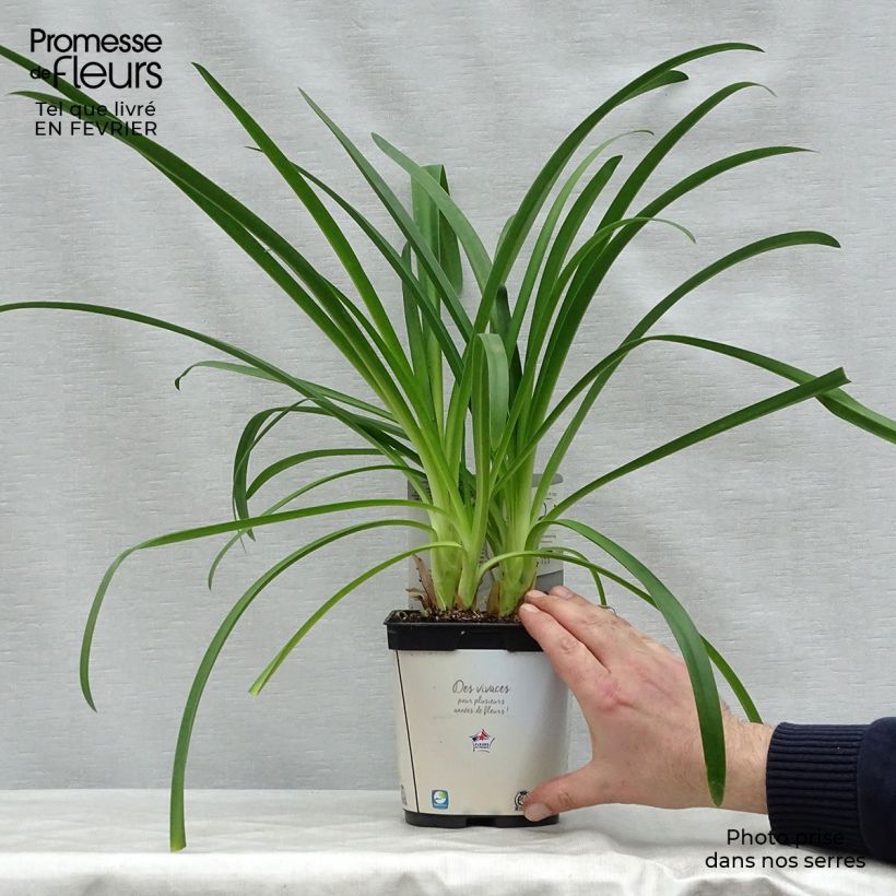 Exemplar von Agapanthus umbellatus Albus - Schmucklilie Topf mit 2L/3L wie im Winter geliefert