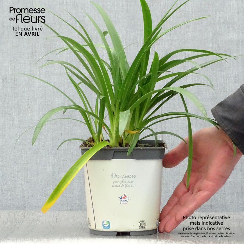 Exemplar von Agapanthus umbellatus Albus - Schmucklilie Topf mit 2L/3L wie im Frühjahr geliefert