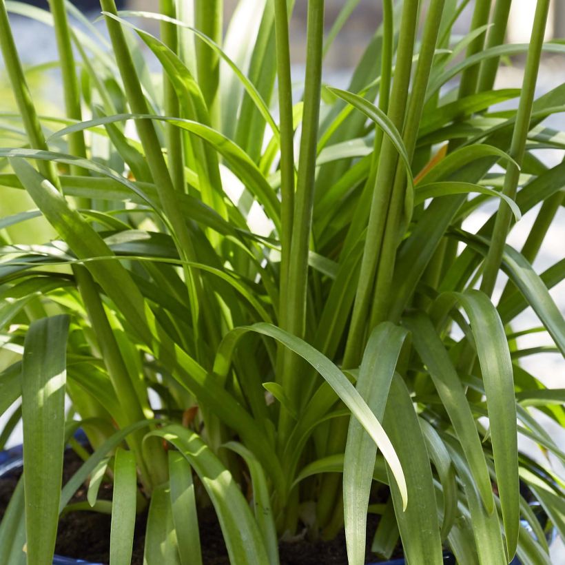 Agapanthus Blue Thunder - Schmucklilie (Foliage)